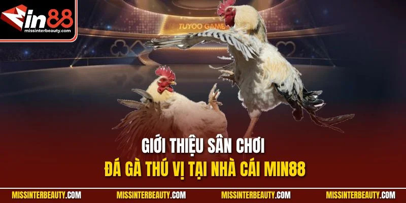 Giới thiệu sân chơi đá gà thú vị tại nhà cái MIN88
