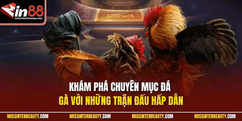 Khám phá chuyên mục đá gà với những trận đấu hấp dẫn